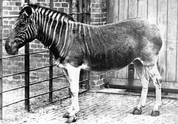 Ultimate Collection Of Rare Historical Photos. A Big Piece Of History (200 Pictures) - Quagga