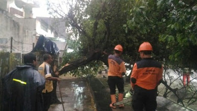 DITERJANG ANGIN DAHSYAT, POHON BESAR DI DEPAN GKI SRAGEN TUMBANG KE JALAN. ARUS LALU LINTAS JALUR UTAMA SRAGEN MACET DITERJANG ANGIN DAHSYAT, POHON BESAR DI DEPAN GKI SRAGEN TUMBANG KE JALAN. ARUS LALU LINTAS JALUR UTAMA SRAGEN MACET
