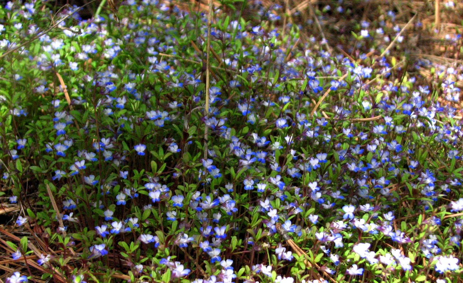 Flora montana: April 2013