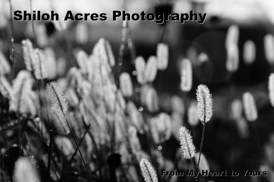 Shiloh Acres Photography