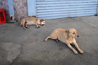 two dogs in Puriscal