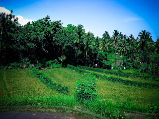 Green Rice Field View In The Rainy Season Of Agricultural Land At Ringdikit Village, North Bali, Indonesia