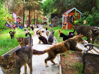 A Tonk's Tail... err, Tale...: Behind the Scenes with the cats from ...