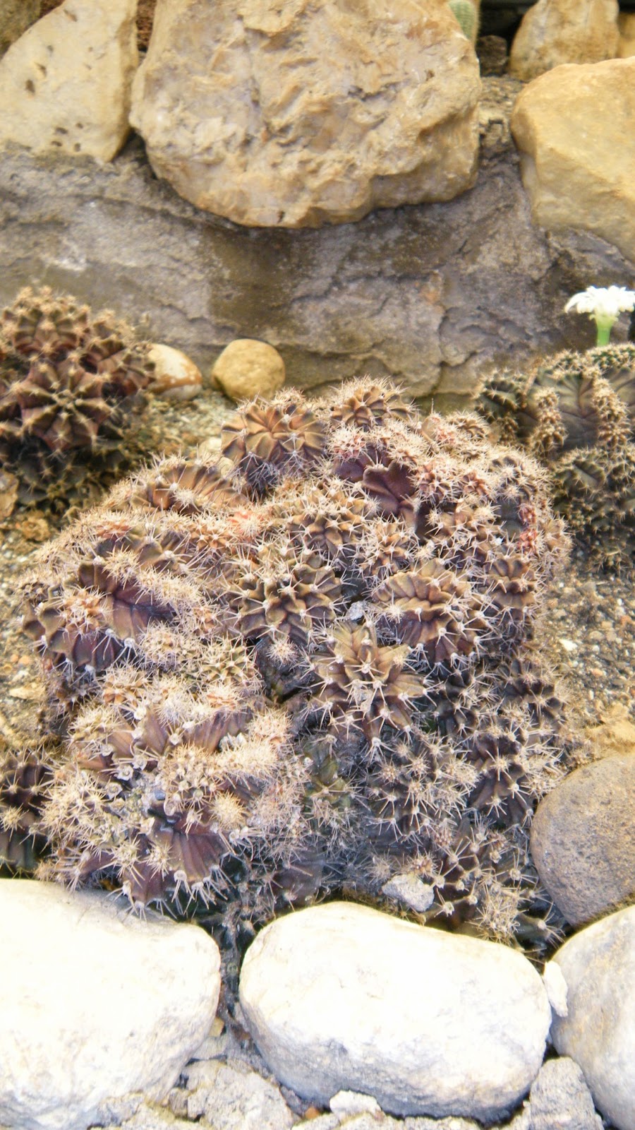 Journey of Love: Cactus Garden, Taman Mini Indonesia Indah