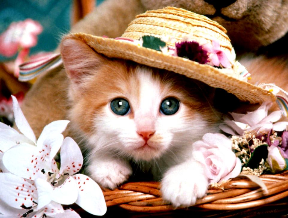 Animal Wallpapers HD  HD Wallpapers