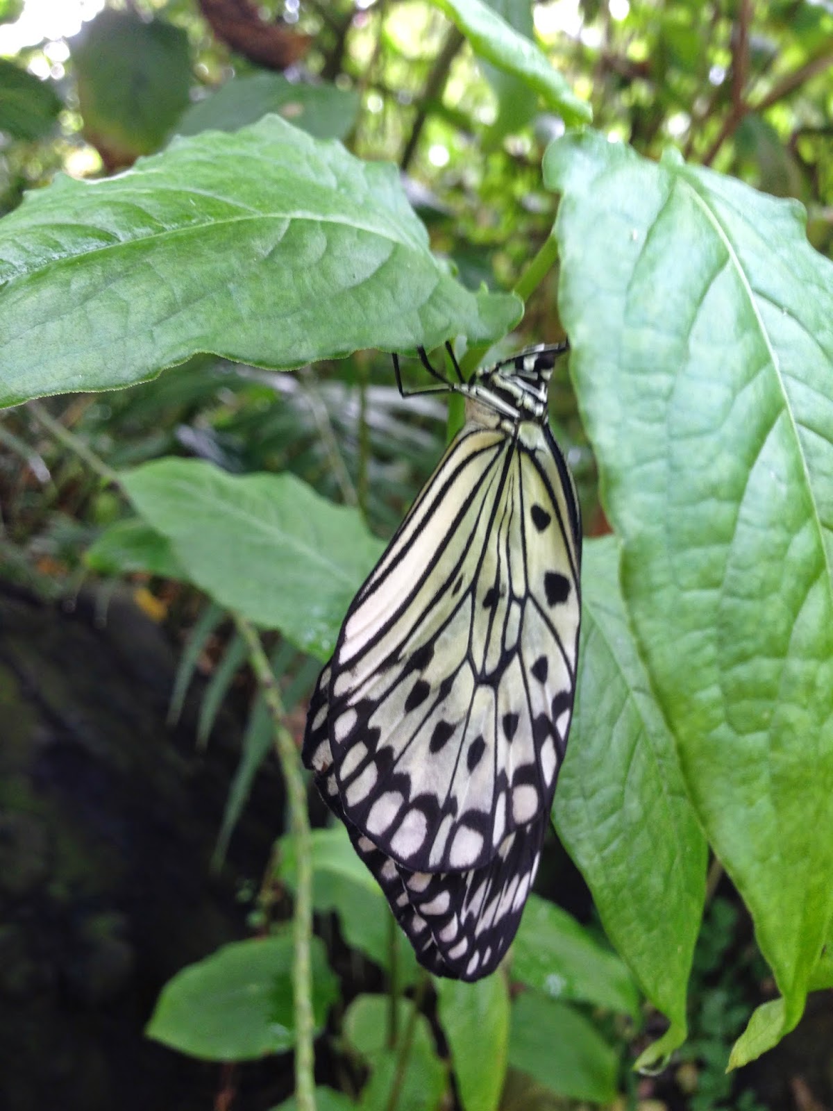 A day in Grade 3D: An Outing to Butterfly World