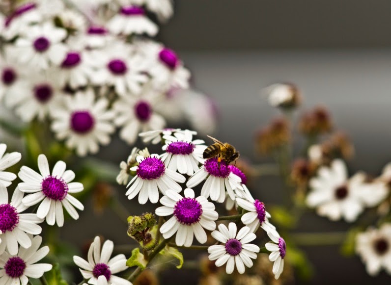 Bee On Beautiful White Flower Wallpaper