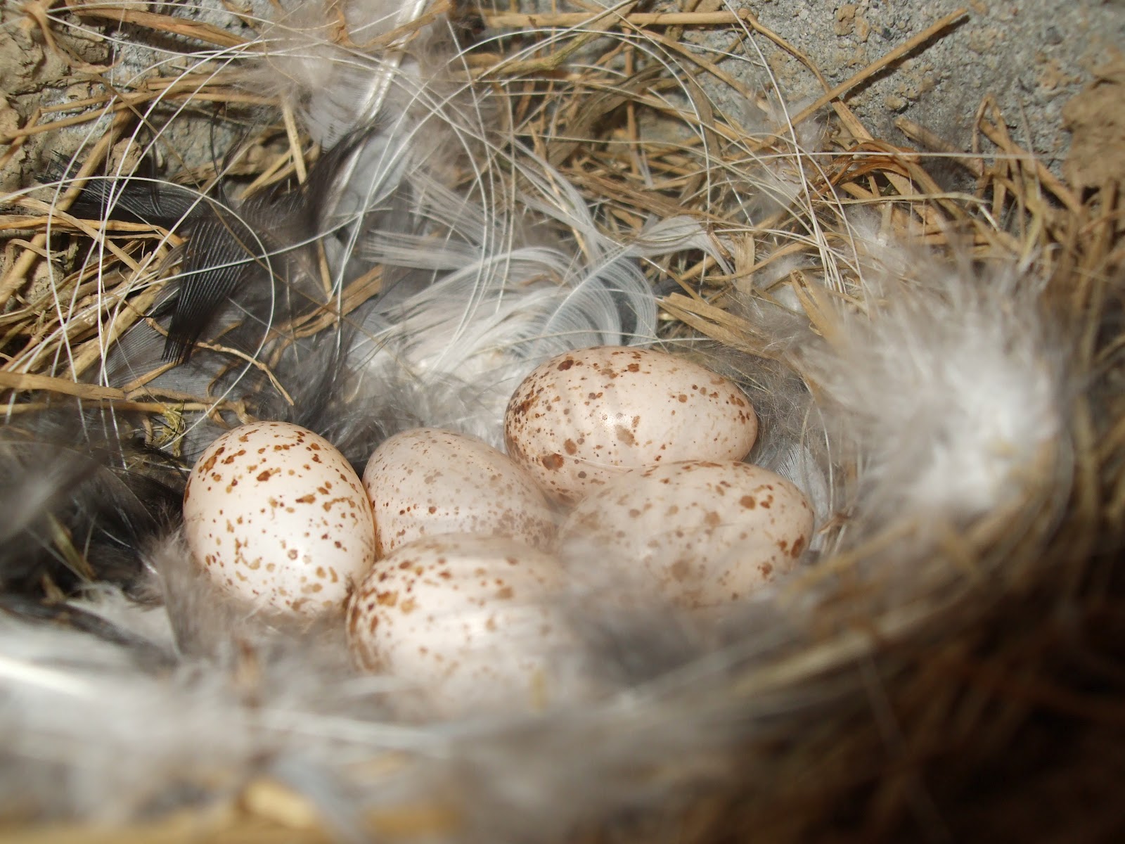 Wild Tipperary 2012 A terrible year for breeding birds.