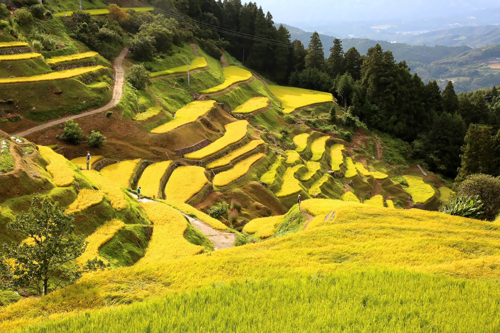 笑隆の庭 豊穣の泉谷棚田 １
