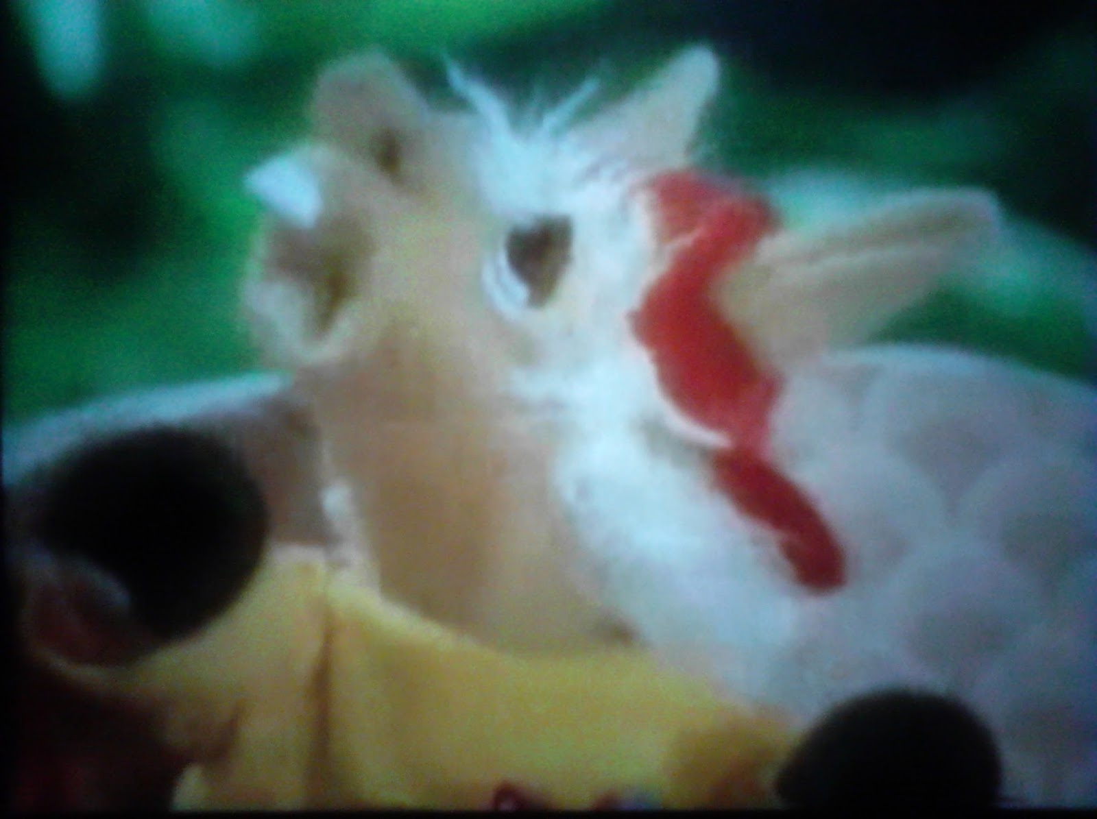 Whatsoever Critic "Lamb Chop's Play Along Lamb Chop Practices For A