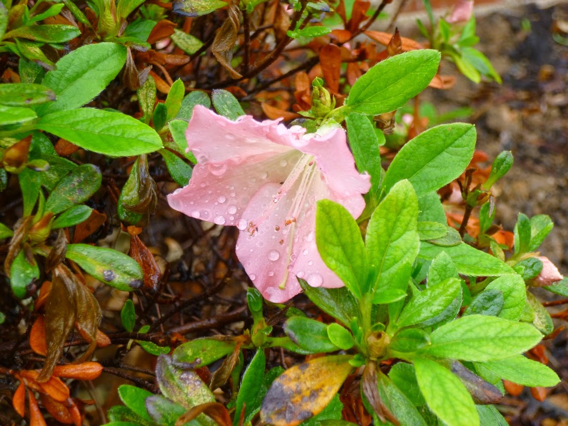 Unknown pink azalea flower