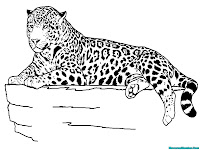 Lembar Mewarnai Jaguar Duduk Diatas Batu
