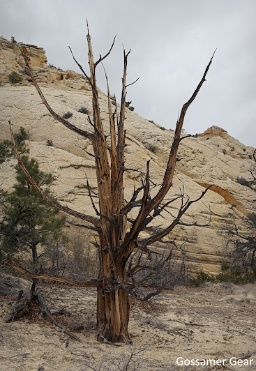 desert tree