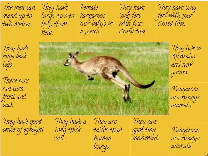 Tristan: Top 14 Facts About Kangaroos