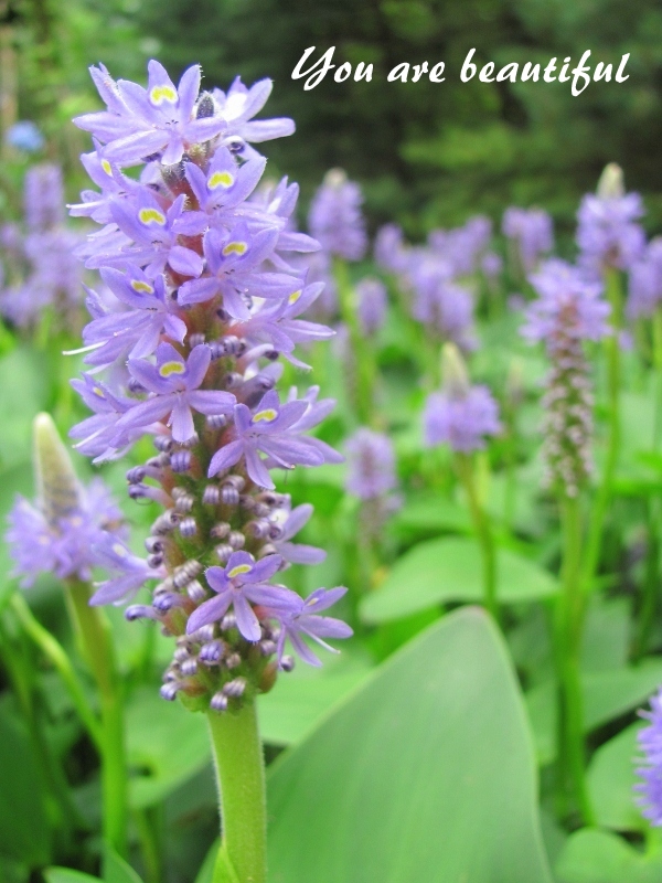 Purple Pond Flowers and Picassa Crafts a la mode