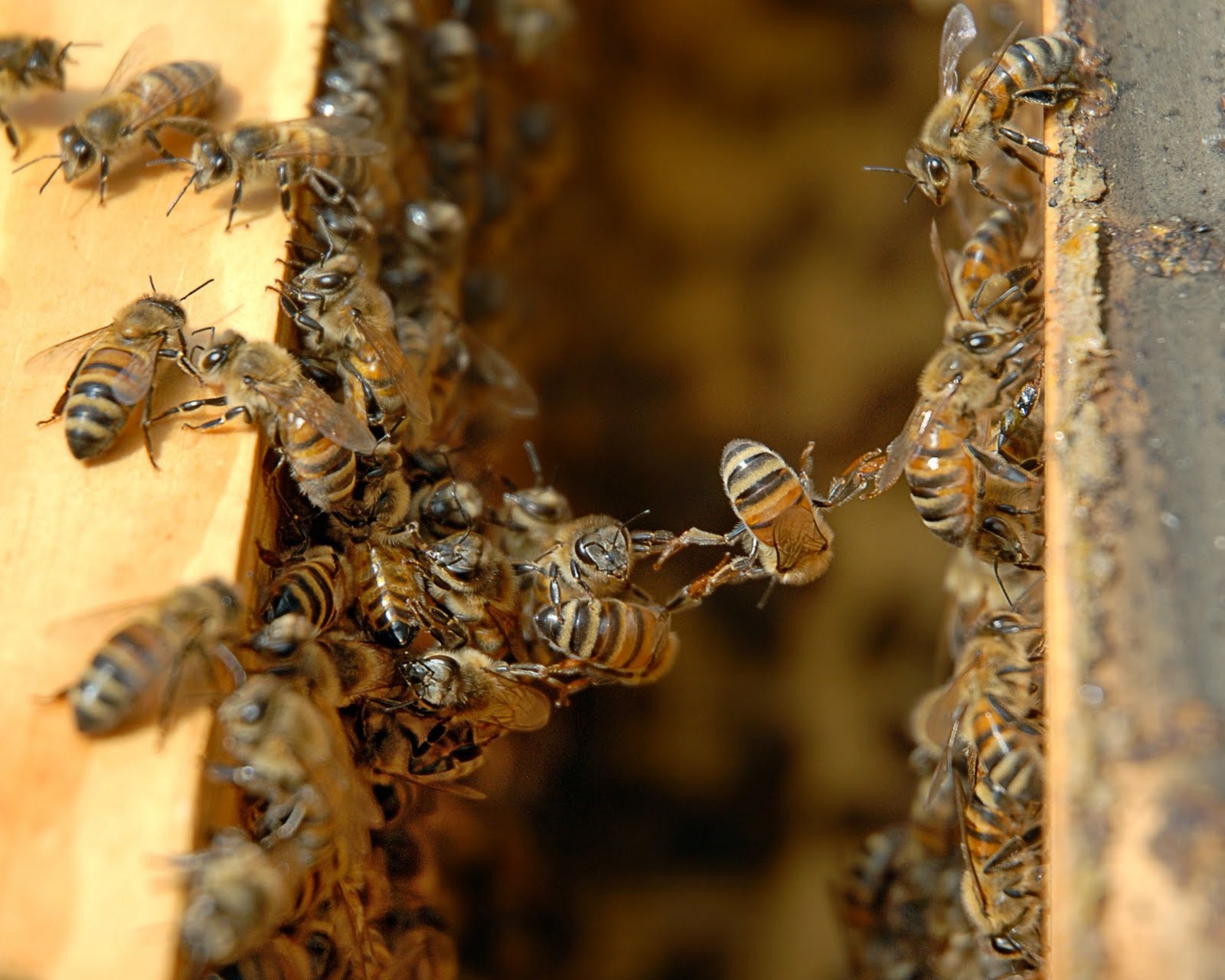 Seeing Things Honeybees Festooning