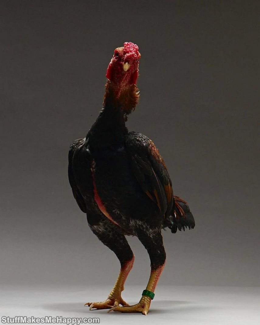 Chicken Photography, The Best and Most Beautiful Chickens in the World