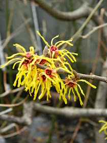 Arnold Promise witchhazel Hamamelis x intermedia spring blooms by garden muses-not another gardening blog
