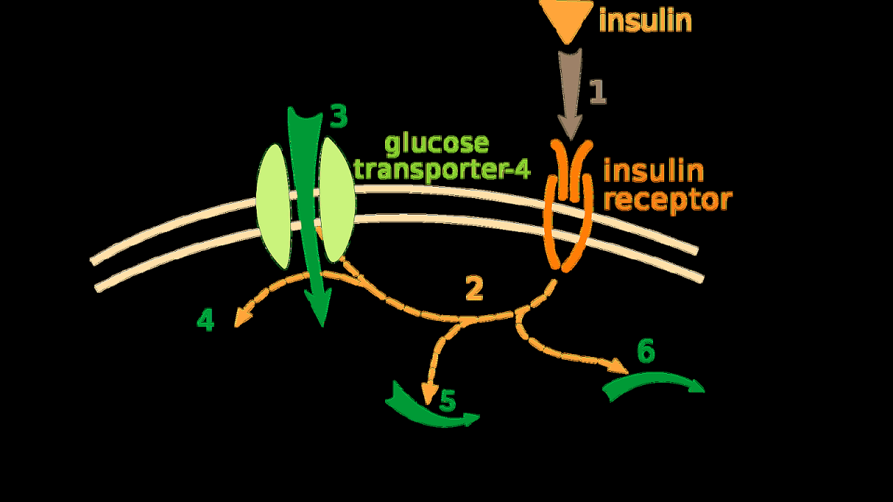 Insulin signal transduction pathway Insulin Choices