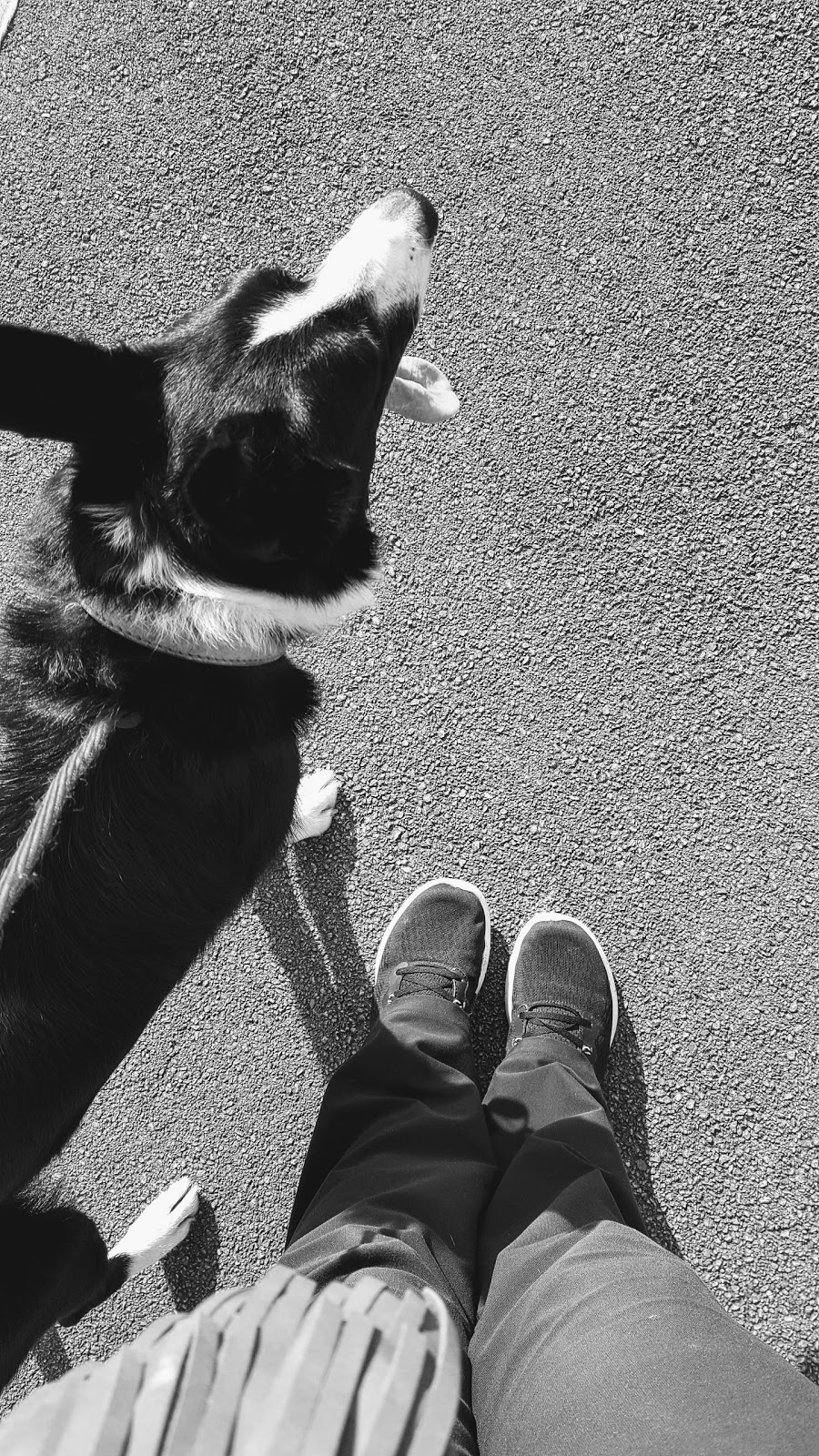 A Walk With Me And Mollie