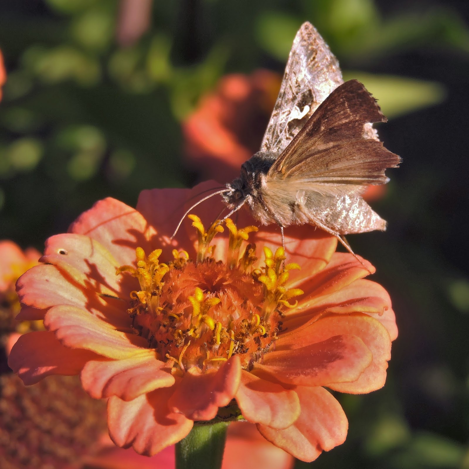Future Plants By Randy Stewart Snowberry Coralberry Wolfberry