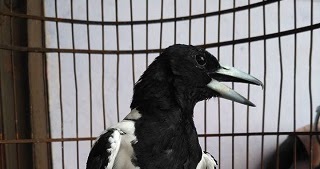 Jenis Jenis Burung Jagal Yudhiedukasi