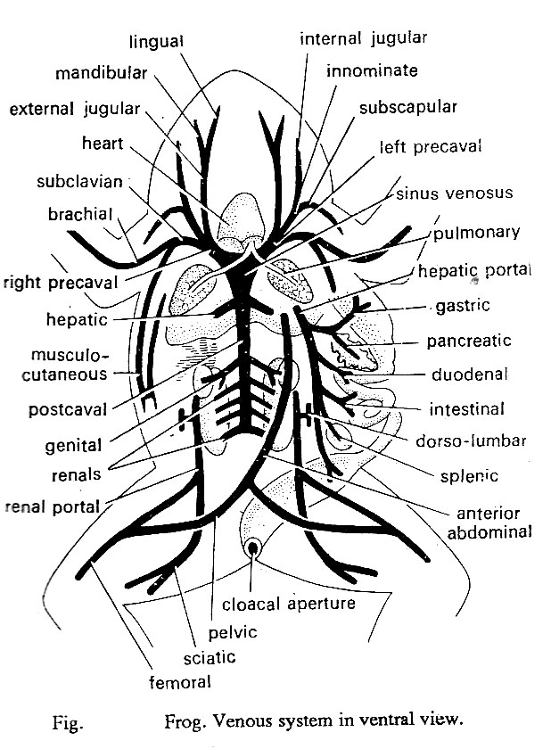 Arterial System Of Frog With Diagram Vertebrates