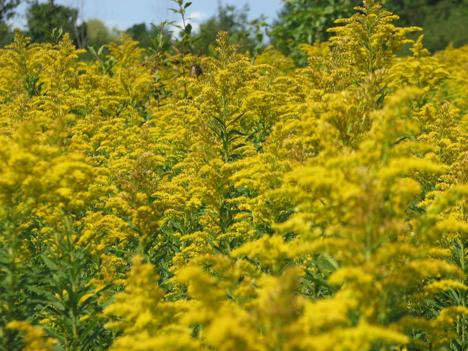 Wheeler Nature Park, South Burlington, VT (Aug & Sept photos) South