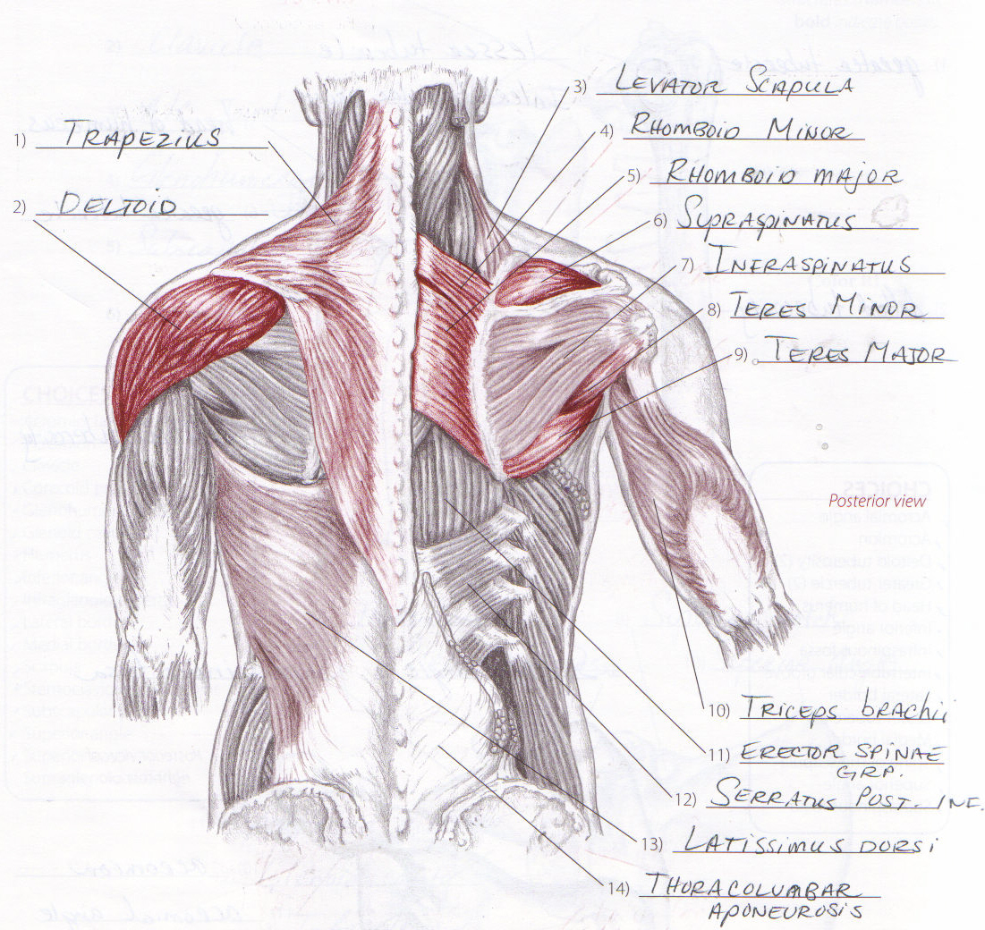 Ever Green Massage Therapy Muscles Of The Shoulder And Arm