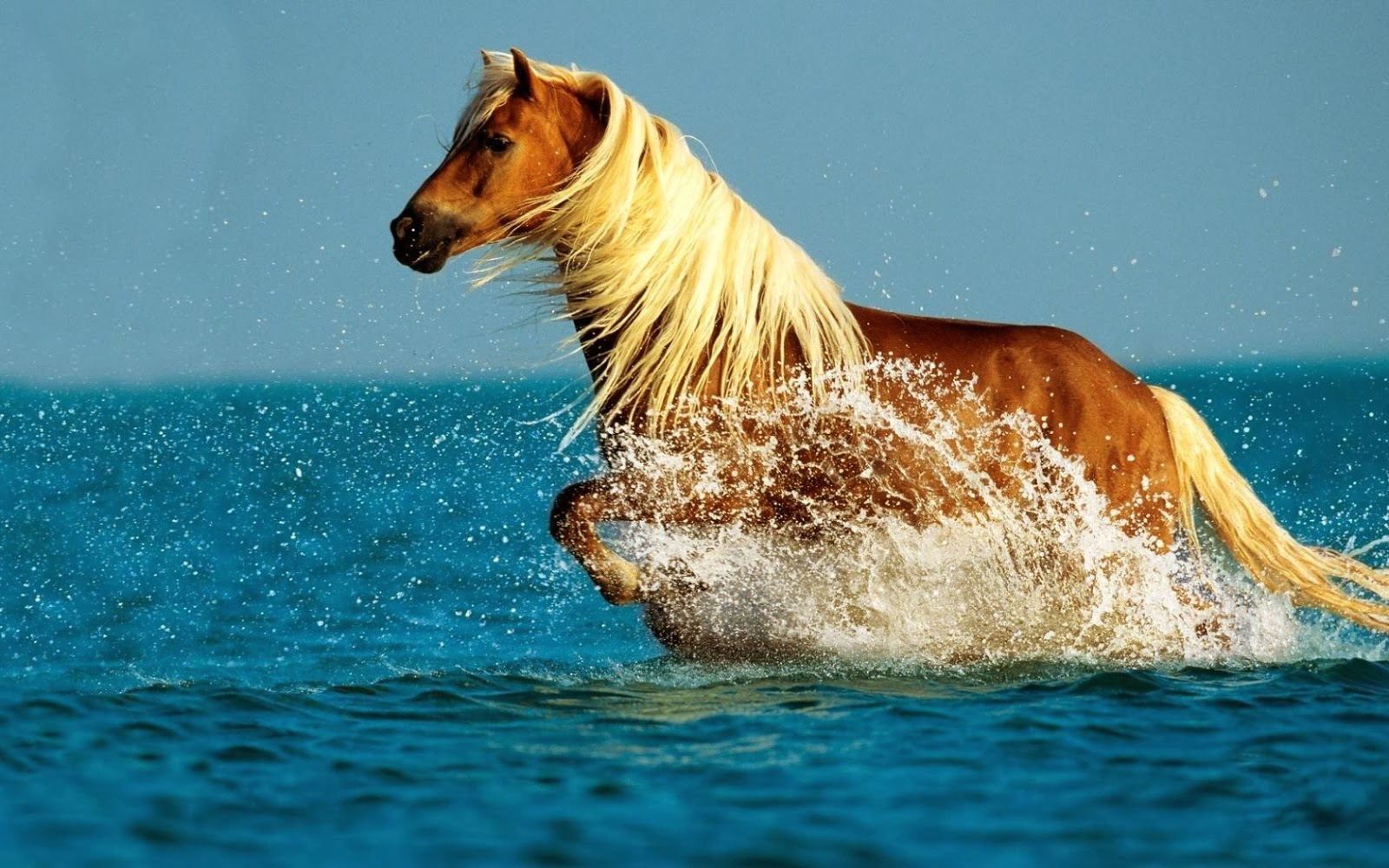 hermoso caballo corriendo en la playa