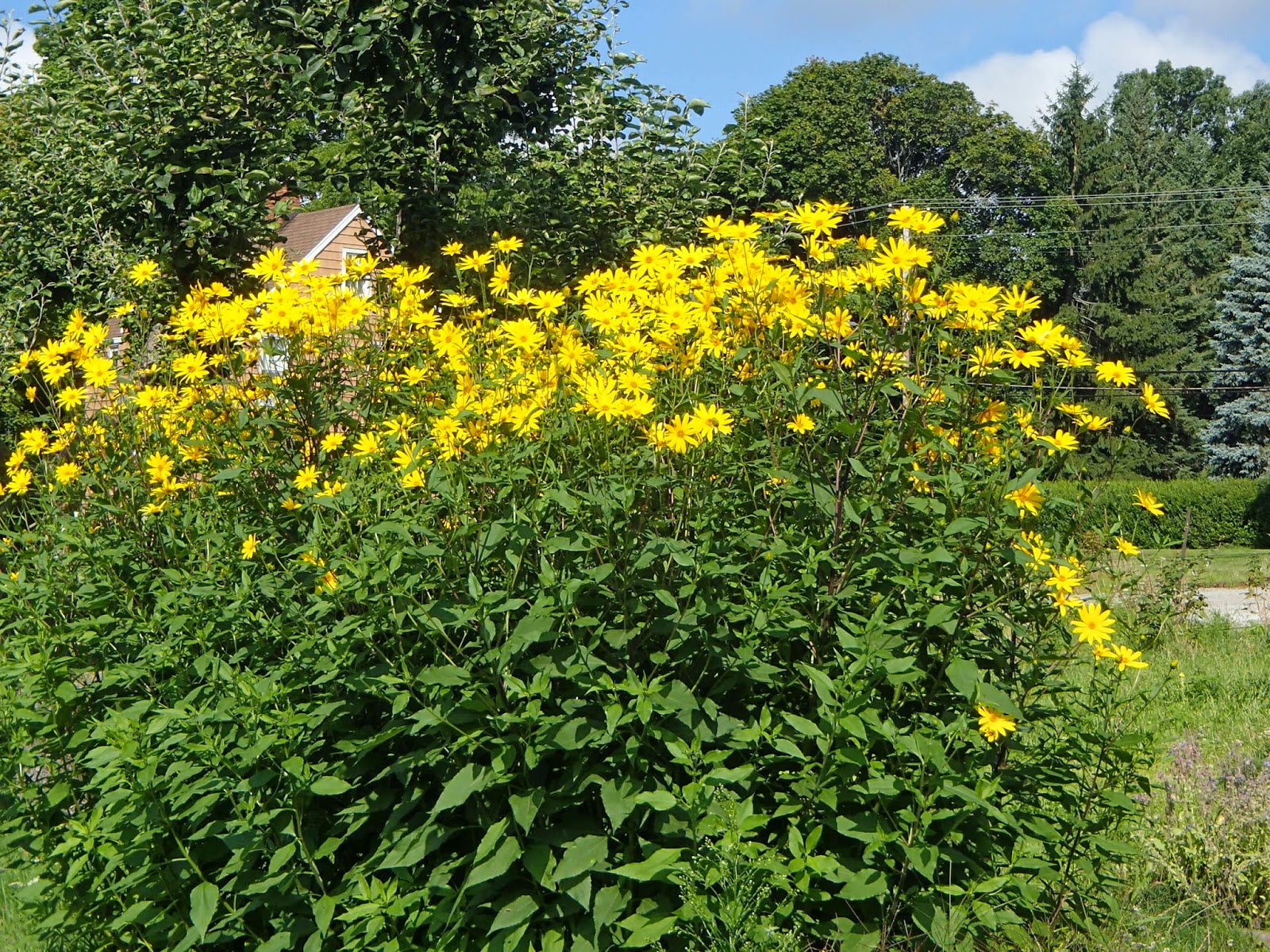 Ridge Berry Farm The Sunchoke