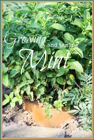GROWING AND TAMING INVASIVE MINT