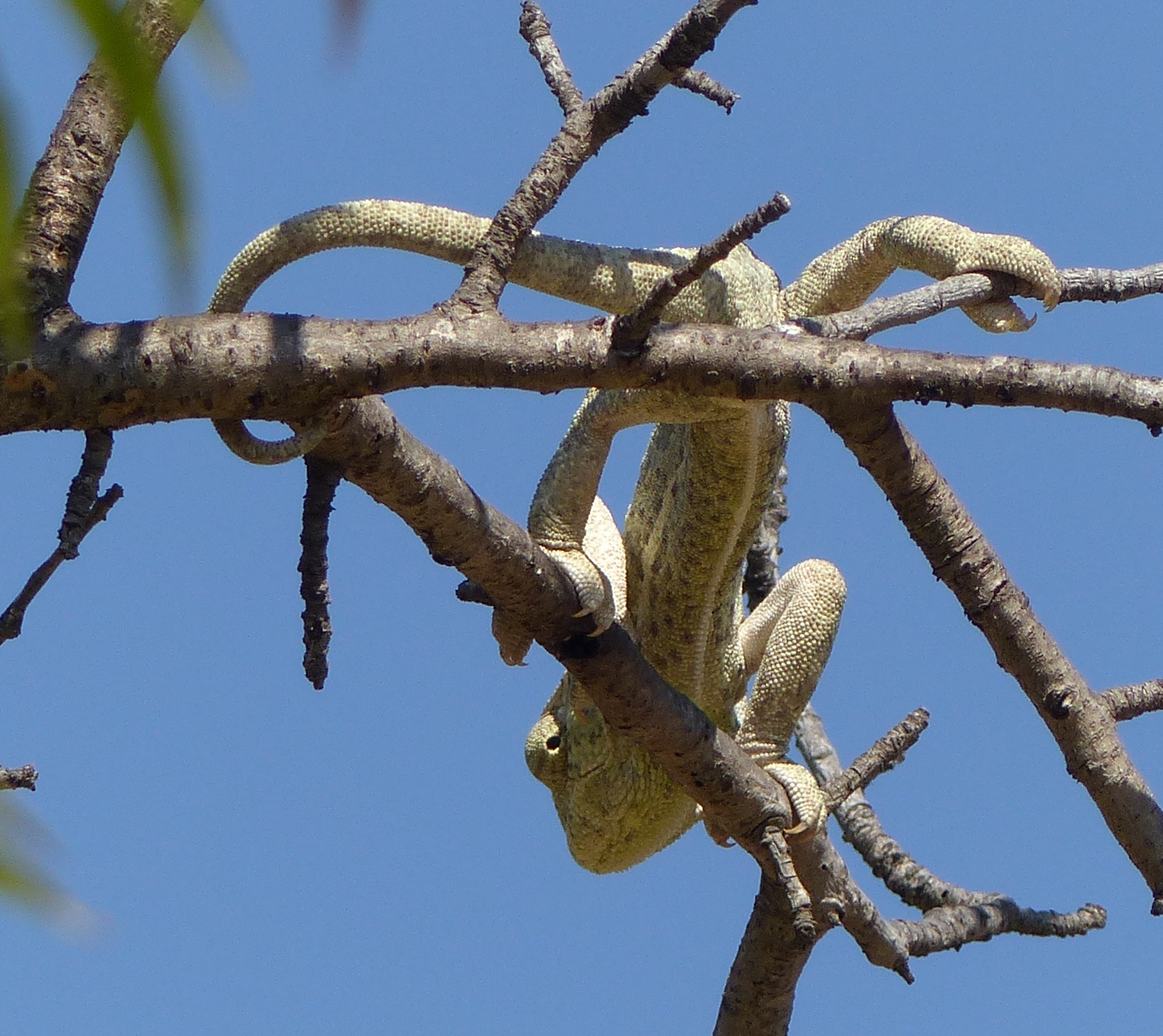 A Field Notebook Lizards in Cyprus