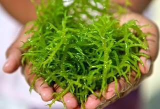 Perusahaanrumput Laut Kering Untuk Anak Cara Mengolah Rumput Laut Ker