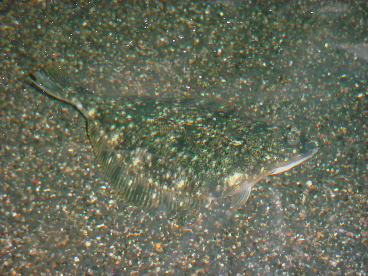 Salish Sea News and Weather 7/27 Starry flounder, orca calf, grieving