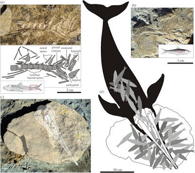 Messapicetus skull