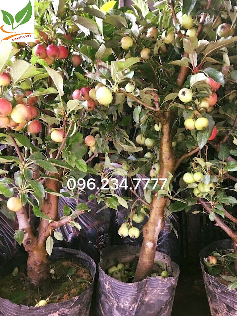 Thú nuôi, cây cảnh: Cây táo lùn say trái trĩu cành, kiểu bonsai siêu đẹp. Tao-my