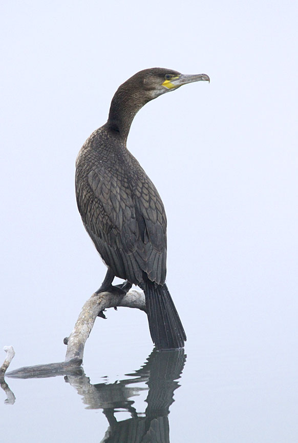 B.I.R.D. Great Cormorant