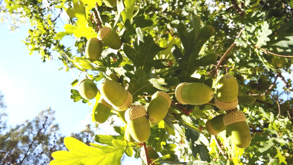 bologta a bolota que tem um blog Posts úteis para a comemoração do