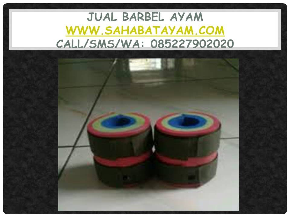 Paling wow, WA: O852279O2O2O, barbel ayam untuk melatih ayam jago