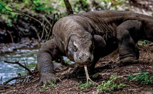 Wisata Alam di Pulau Komodo. Awas!! Disini Ada Naga Pulau ini memang memiliki relief yang unik Wisata Alam di Pulau Komodo. Awas!! Disini Ada Naga