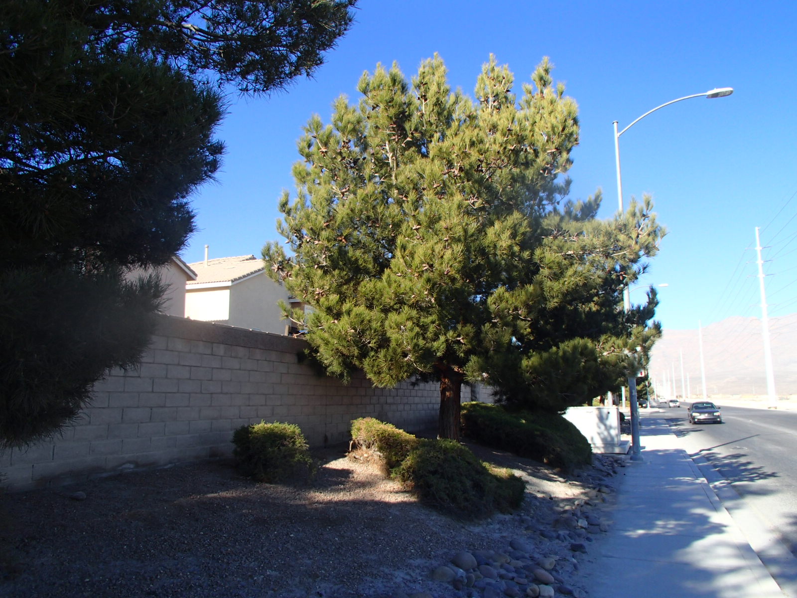 Xtremehorticulture of the Desert My Opinion of Pines for the Hot Desert