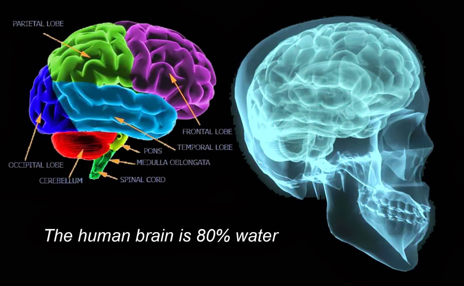 Английский brains. Медулла облонгата. Мозг на английском. Human Brain Pons.