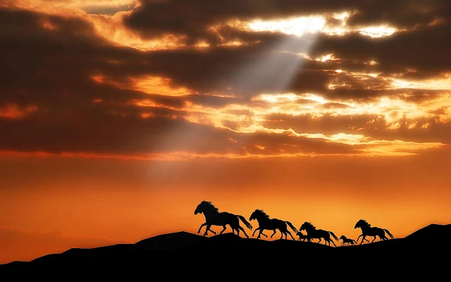 Silhouetten van paarden die rennen over een heuvel bij zonsondergang