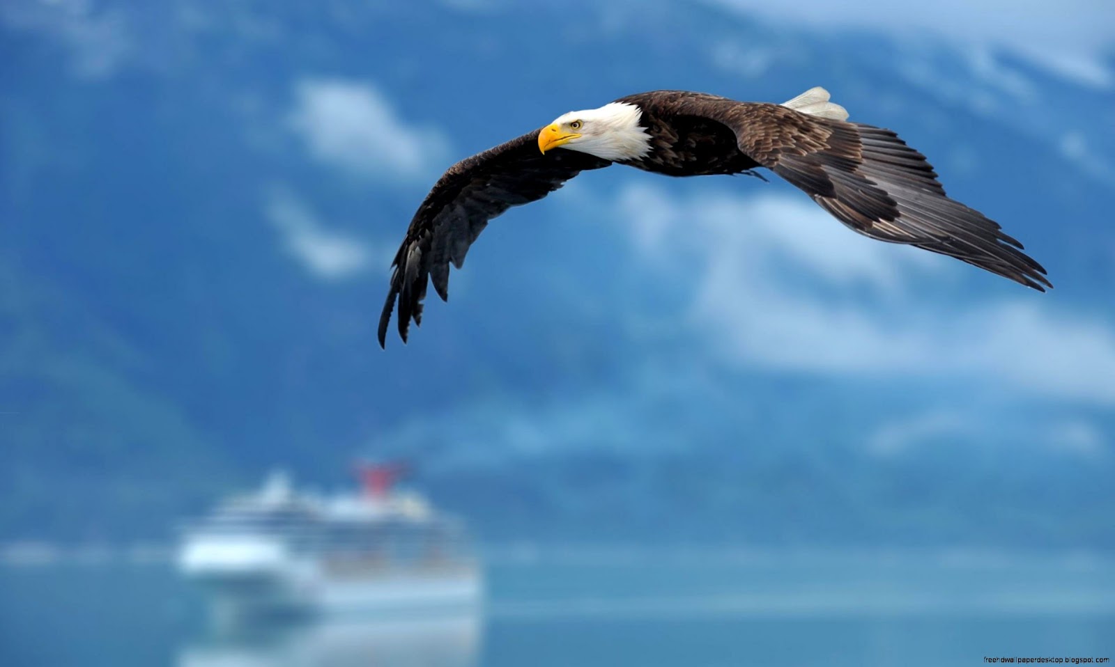 Flying Bald Eagle