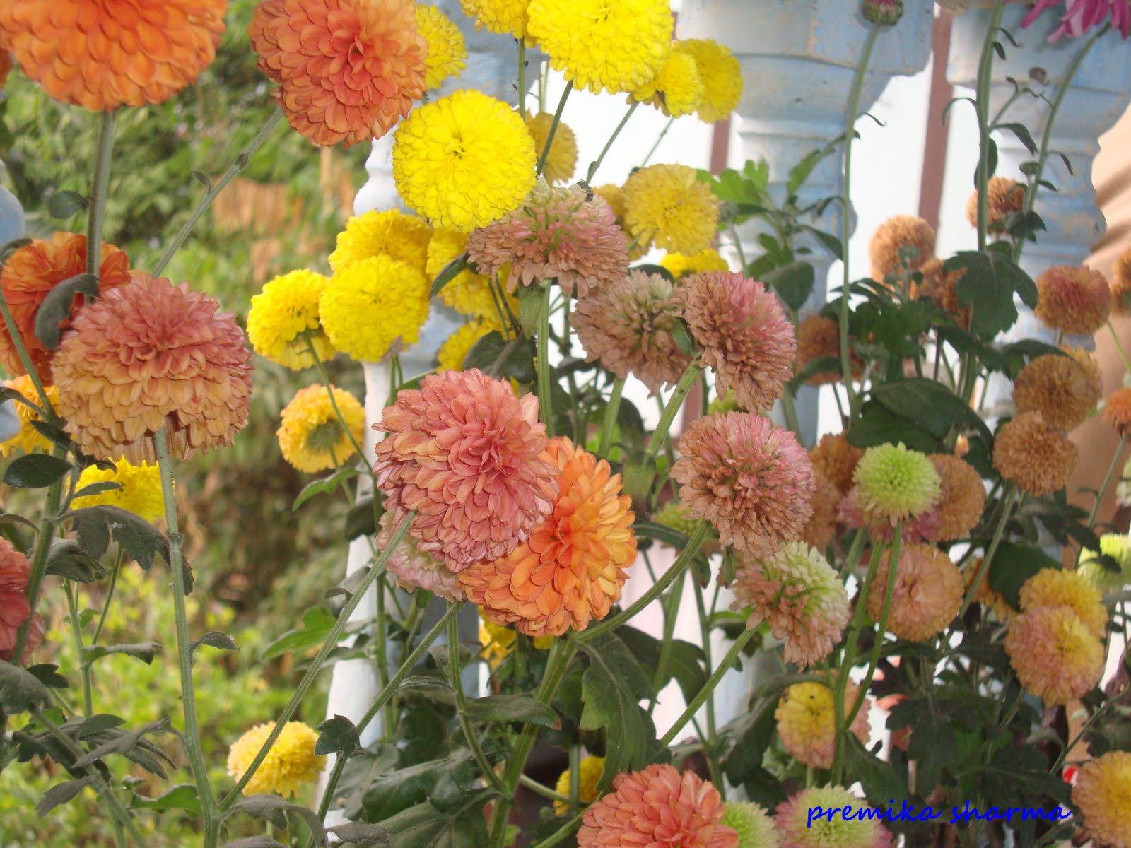 Dazzling Clicks Assorted Dyes