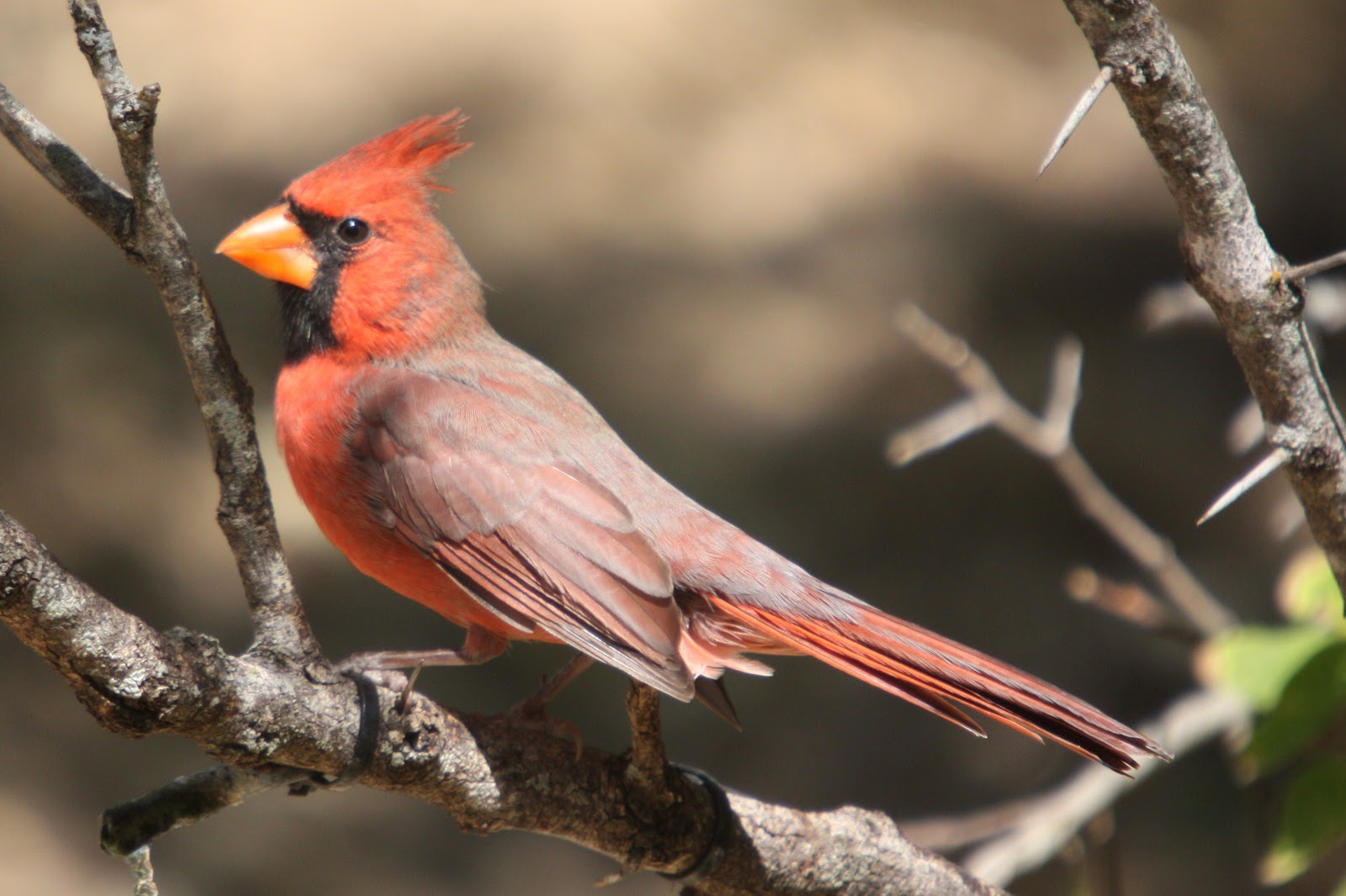 Bird Man of Bridgewater Birds of Texas (September)
