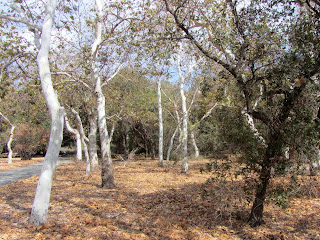 California sycamore, Platanus racemosa, Plane-tree Family (Plantanaceae), Rancho Santa Ana Botanic Garden