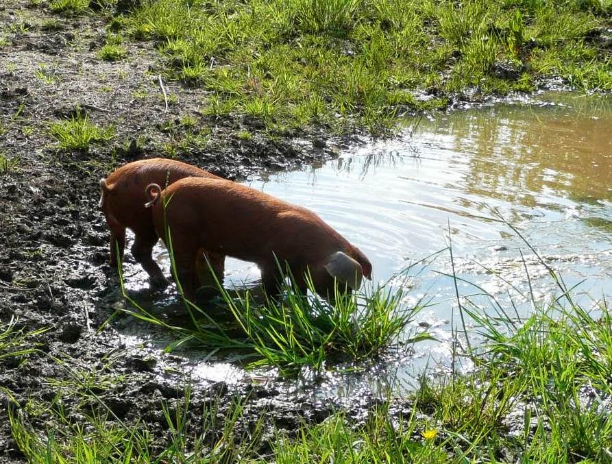 Image: HenSafe Piglets discovering their wallow