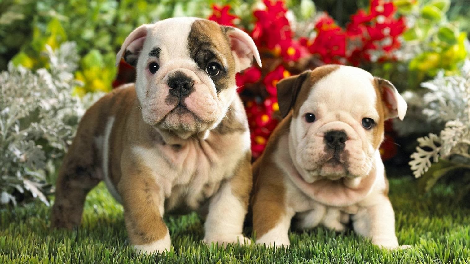 Cute Puppies With Flowers Wallpapers - Wallpaper - High Quality Free Download